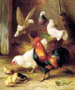 unknow artist Poultry 131 oil painting picture wholesale